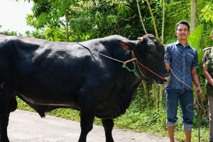 Sapi Kurban Pesanan Prabowo Asal Polman Dapat Perawatan 'Sultan', Pemilik Sampai Begadang