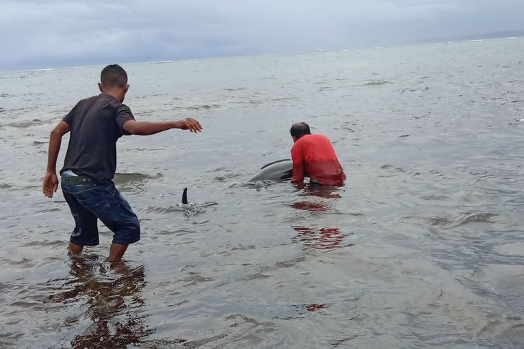 Warga Kabupaten Sabu Raijua, Nusa Tenggara Timur (NTT), bersama petugas sedang mengevakuasi paus yang terdampar di Pantai Luna, Desa Ledeae, Kecamatan Hawu Mehara. 
