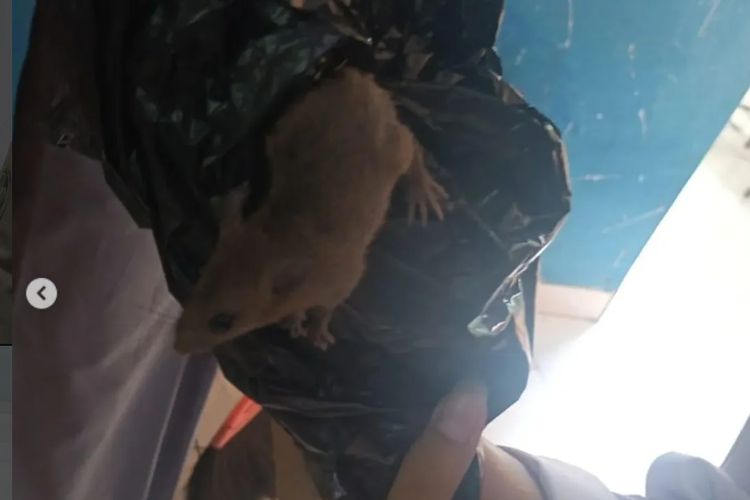 Muncul Tikus dari Ompreng MBG SMKN 8 Semarang, Disdik Jateng: Pihak Sekolah Minta Ganti