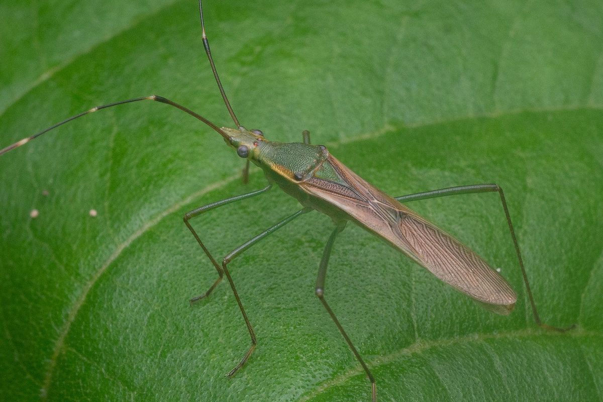 Ilustrasi hama walang sangit.