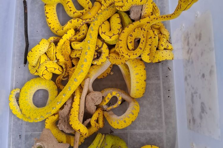 Gakkumhut Wilayah Sorong dan Papua menyita 169 reptil termasuk ular sanca. 