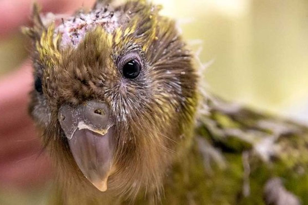 Kakapo, spesies burung beo tergemuk di dunia yang tidak memiliki kemampuan terbang dan merupakan mahluk nokturnal. Spesies burung beo kakapo hampir punah.