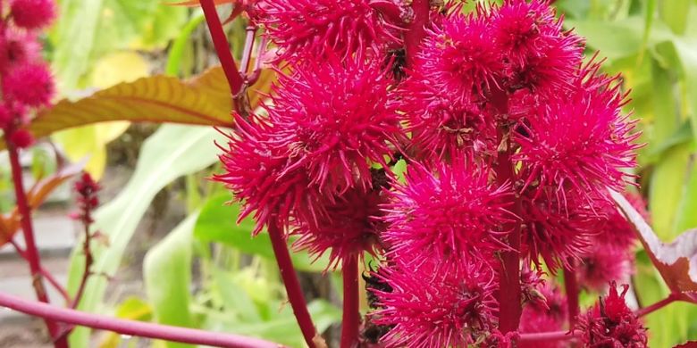 Mirip Rambutan Tetapi Tanaman Ini Beracun Simak Bedanya