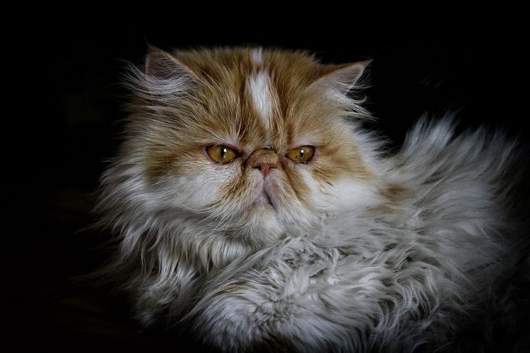Kucing Persia memiliki wajah yang tampak bulat dan hidung yang seperti ditekan ke dalam.
