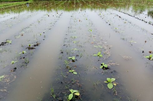 Hujan Terus-menerus, 50 Hektar Lahan Tembakau di Lumajang Digenangi Air