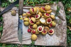 Daging Buah Pala, dari Limbah Kini jadi Cuan