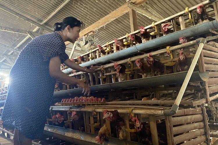Harga Telur Anjlok Jadi Rp 19.300 per Kg, Peternak Batu Mengaku Nyaris Tak Untung