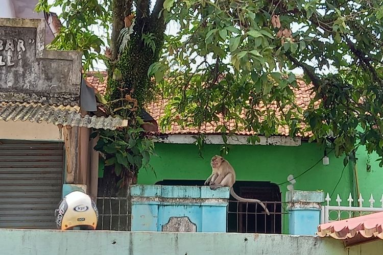 Gedung Sekolah Dasar (SD) Negeri Cikareo 1, Kecamatan Solear, Kabupaten Tangerang, Banten dihuni oleh sejumlah monyet Jumat (30/4/2021).