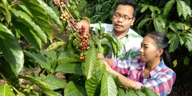 Seorang pengunjung Kampoeng Kopi Banaran (KKB), Kabupaten Semarang, tengah menikmati paket wisata petik kopi.  Kampoeng Kopi Banaran adalah salah satu tempat wisata dekat Dusun Semilir.