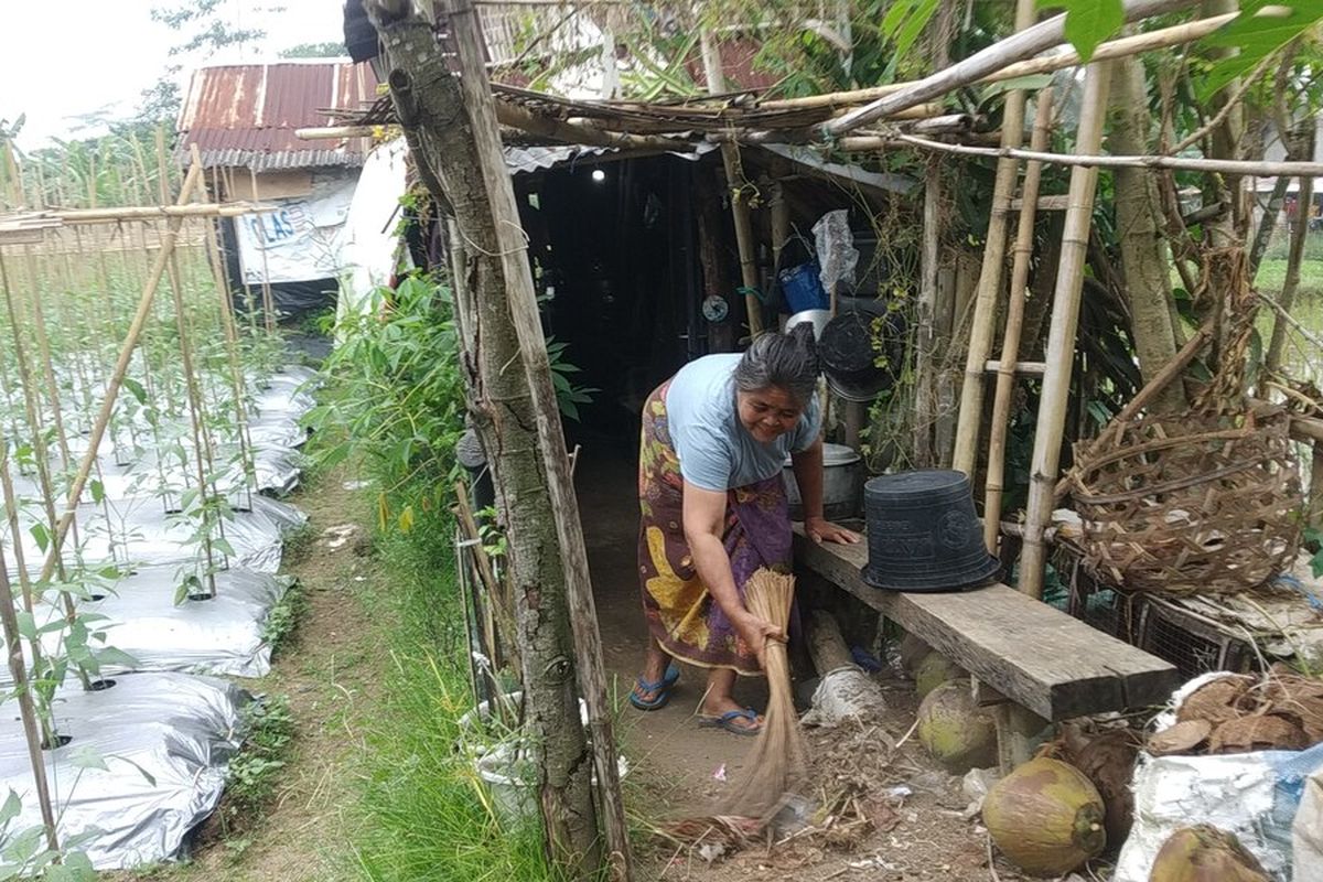 Kondisi rumah Halimah di tengah pematang sawah yang berada di dusun Selakan, Desa Sintung Lombok Tengah