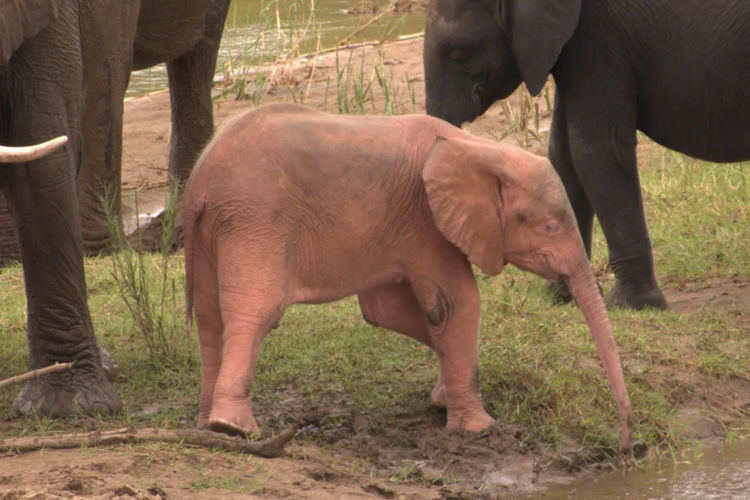 Anak gajah berwarna merah muda  
