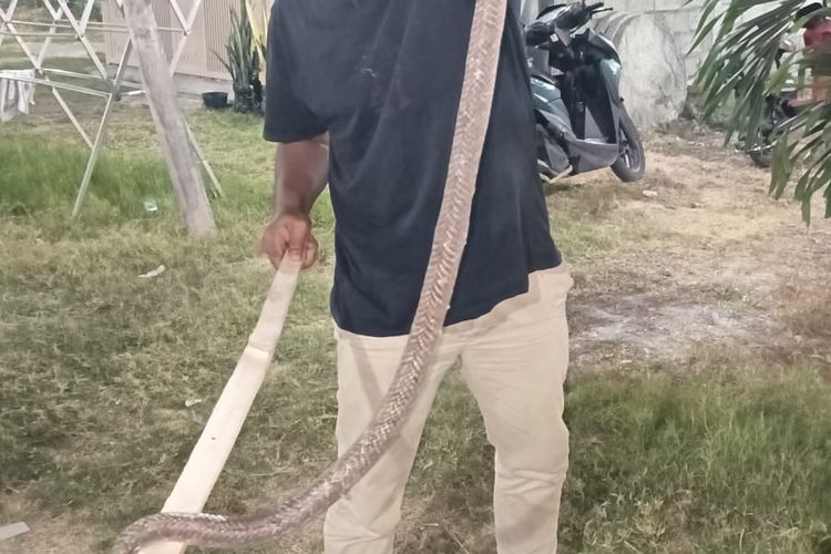 Warga Situbondo tangkap ular kobra.