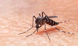 DBD Masih Jadi PR di Indonesia, Nyamuk Dengue Perlu Dikendalikan 