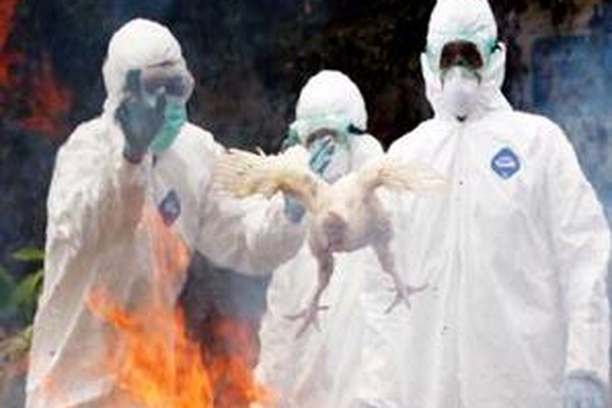 Petugas memusnahkan unggas dalam simulasi penanggulangan flu burung di Asrama Batalyon Pembekalan Angkutan-3/Darat, Jakarta, Selasa (16/12).