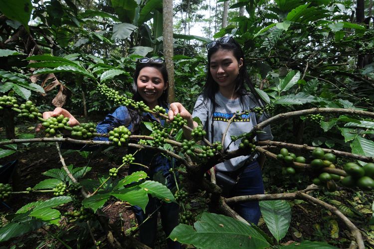 Wisatawan melihat tanaman kopi di kebun kopi kaki Gunung Merbabu, Banyuanyar, Ampel, Boyolali, Jawa Tengah, Jumat (11/2/2022). Selain memperkenalkan berbagai jenis kopi yang tumbuh di daerah tersebut, wisatawan juga disuguhkan racikan kopi di kebun dengan menikmati suasana udara segar kaki Gunung Merbabu.