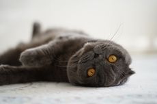 Ingin Hidup Lebih Tenang? Ini 5 Ras Kucing yang Jarang Mengeong