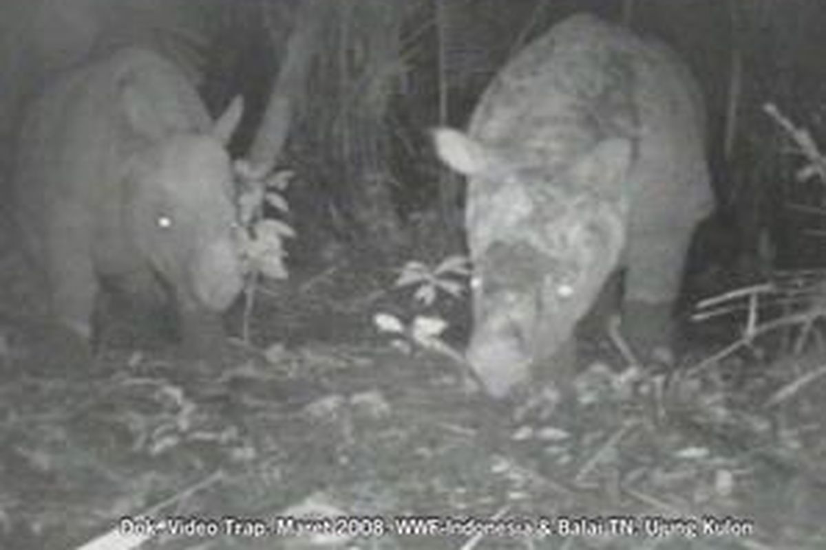 Badak jawa yang terekam kamera