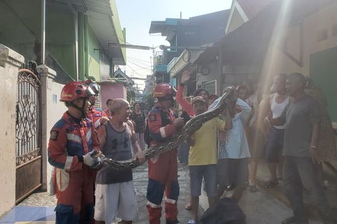 Tertimpa Ular Sanca 4,5 Meter, Atap Rumah Warga Tanjung Priok Ambrol