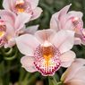 Cara Merawat Anggrek Cymbidium, Cantik Saat Cuaca Dingin