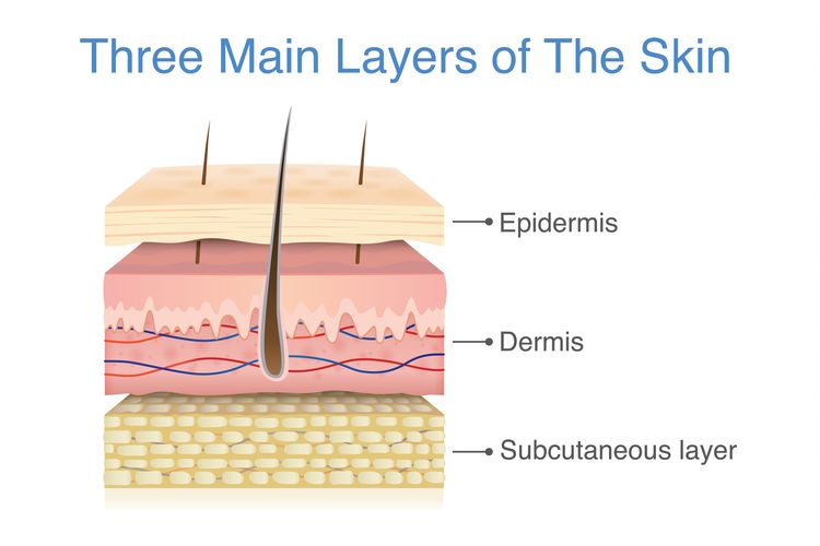 Fungsi Kulit Dan Strukturnya Halaman All Kompas Com