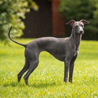 Ilustrasi ras anjing Greyhound. 