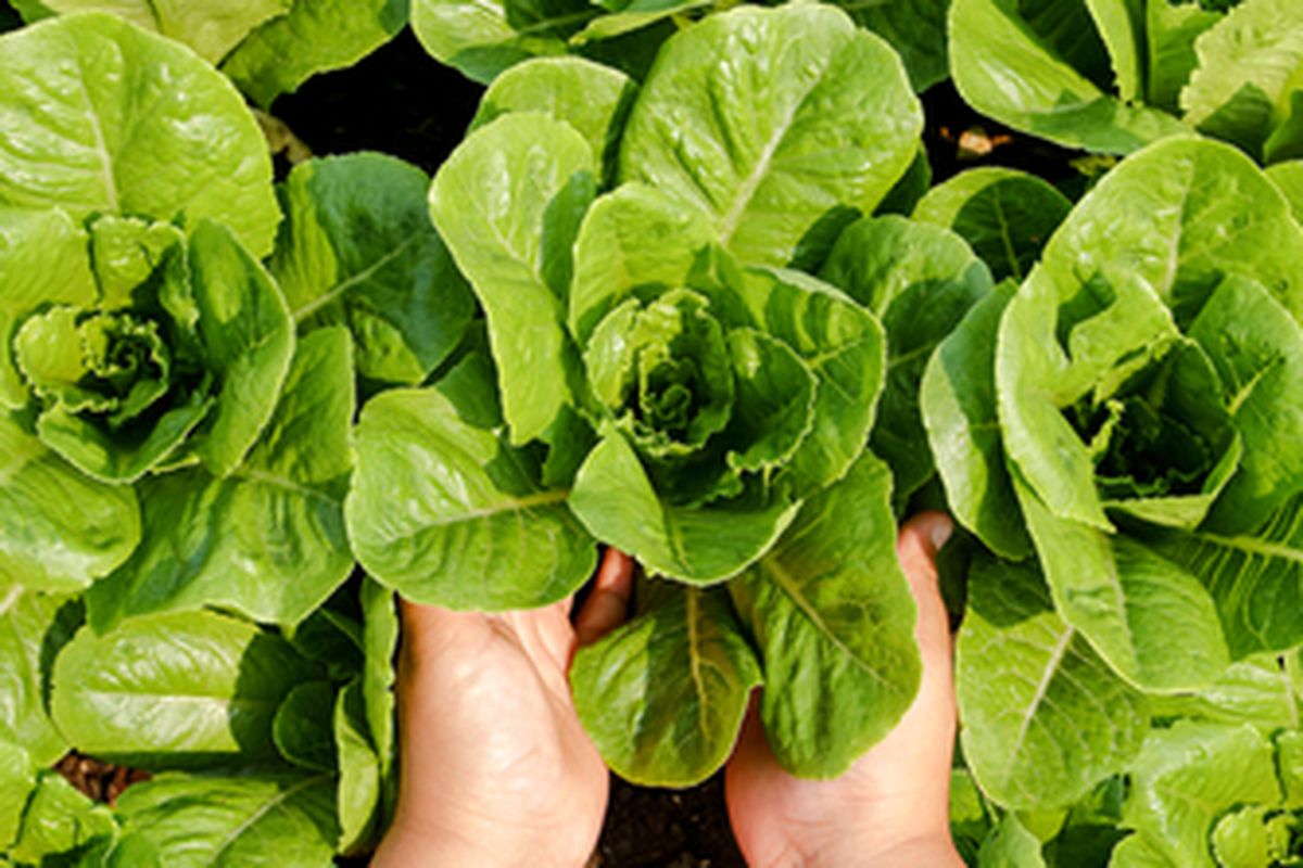 Ilustrasi menanam sayuran, Ilustrasi menanam selada. 