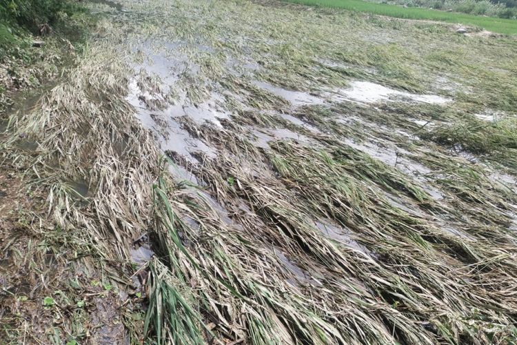 Foto: Padi siap panen di Desa Done, Kecamatan Magepanda, Kabupaten Sikka, NTT, yang rusak akibat diterjang banjir.