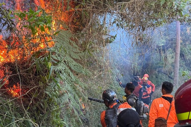 TNBTS Temukan Satwa Mati Akibat Kebakaran di Gunung Semeru