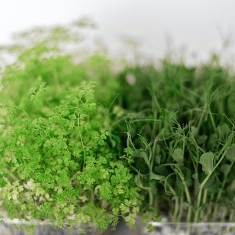 Ilustrasi sayuran microgreen, microgreen