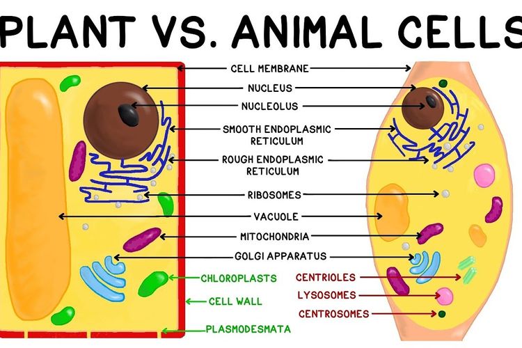 berikut ini bagian dari sel yang dimiliki oleh hewan maupun tumbuhan adalah