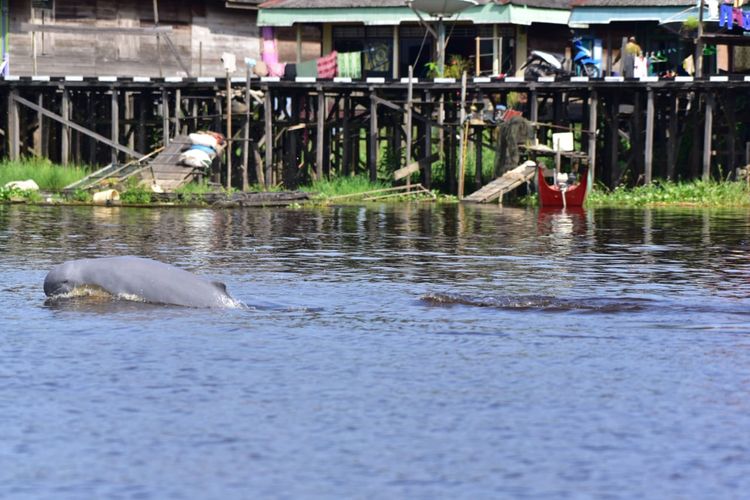 Pesut mahakam saat tertangkap kamera di wilayah perairan Sungai Mahakam Kutai Kertanegara, Kaltim. 