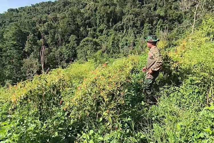LAHAN TIDUR: Memanfaatkan lahan tidur jadi kebun cabai, anggota TNI sukses edukasi warga tanam cabai hingga raih pendapatan puluhan juta rupiah.


 Edukasi Warga Tanam Cabai Hingga Raih Pendapatan Puluhan Juta