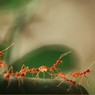 Semut hingga Kalajengking, 5 Jenis Serangga yang Bisa Dipelihara