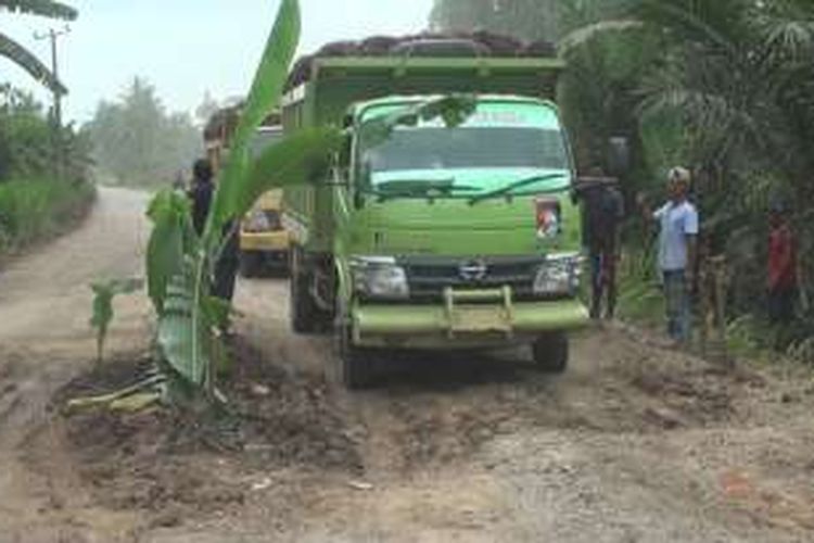 Kendaraan melintas disisi tanaman pisang yang ditanam warga di tengah jalan yang rusak dan tak kunjung diperbaiki