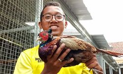 Kisah Khoerul, Jebolan UGM yang Kembangkan Bisnis Ayam Hias Beromzet Ratusan Juta Rupiah