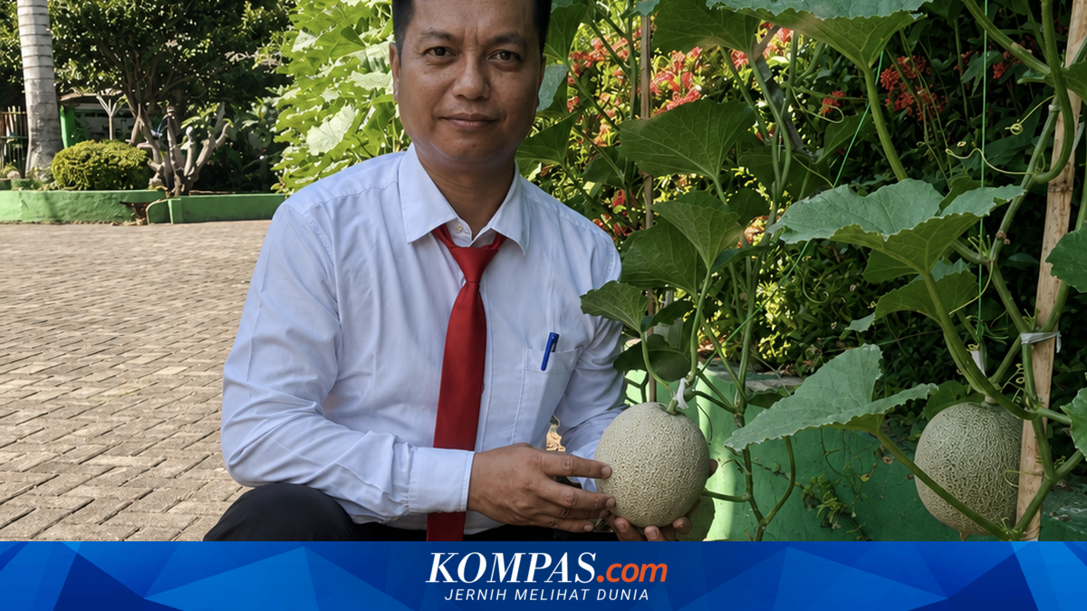 Pekarangan Kantor Dinas di Bangkalan Disulap Jadi Kebun Melon, Buahnya Mulai Banyak Dipesan