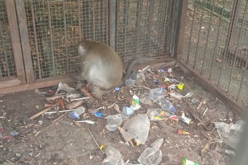 Tujuh Monyet di Karawang Ditemukan Telantar dan Kadang Makan Sampah Plastik, Ini Penjelasan Pemda