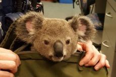 Polisi Australia Temukan Bayi Koala Dalam Tas Seorang Perempuan