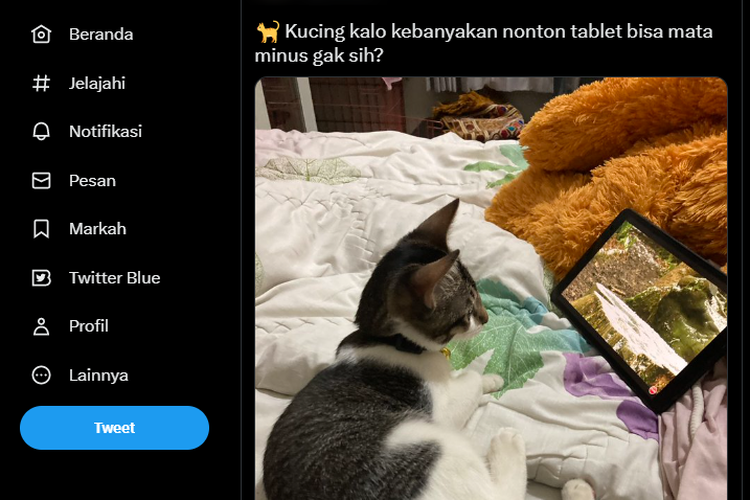 Tangkap layar foto kucing yang menonton tablet, bisakah matanya minus?