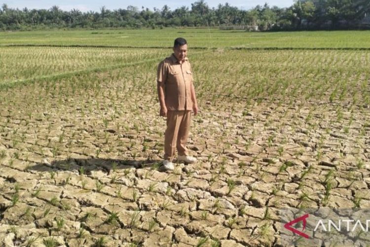 Puncak Kemarau Juli 2026: Sebagian Sumatera hingga Sulbar Bagian Utara