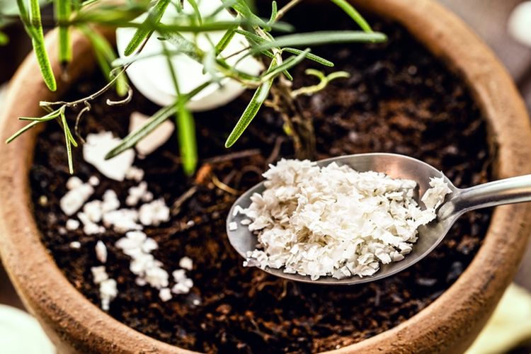 Ilustrasi menggunakan cangkang telur sebagai sumber nutrisi untuk tanaman.