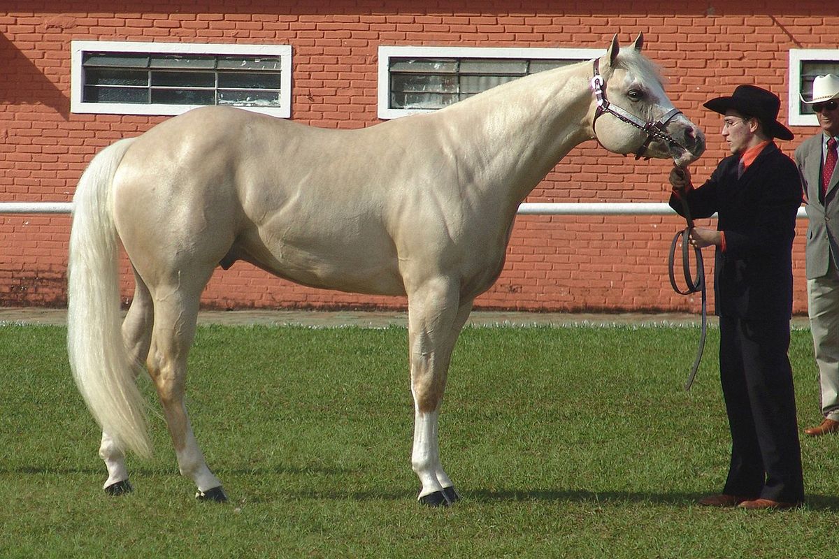American Quarter Horse yang selama ini digunakan sebagai kuda tunggangan menjadi salah satu hewan darat tercepat di dunia.