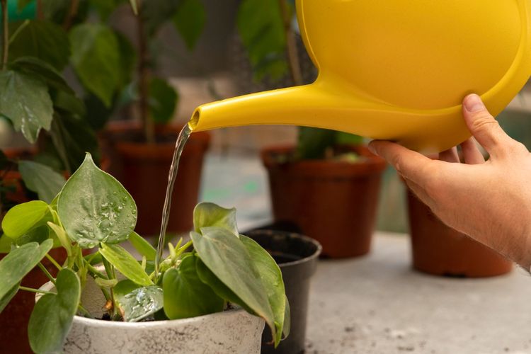 Ilustrasi menyiram tanaman di dalam pot. 
