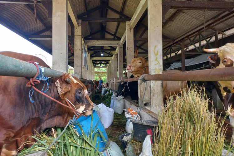 Harga Sapi Kurban di Pangandaran Ditawar Murah, Peternak Keluhkan Ekonomi yang Lesu