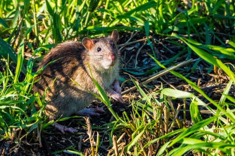 Ilustrasi tikus di kebun jagung