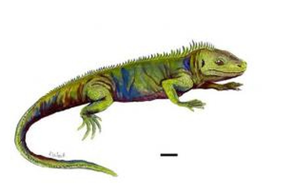 Clevosaurus sectumsemper.
