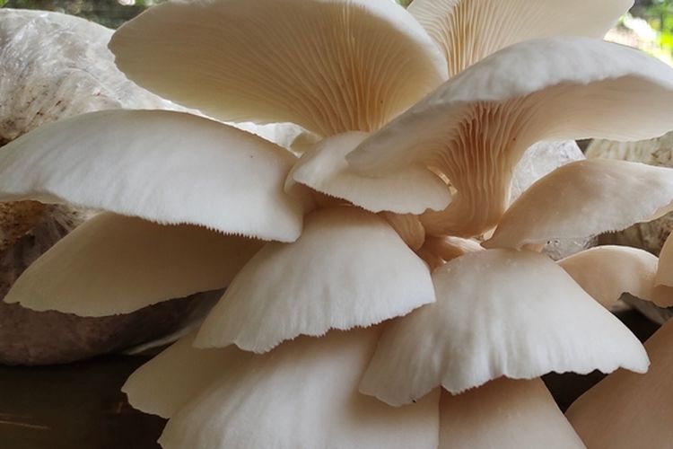 Ilustrasi jamur tiram, budidaya jamur tiram. 