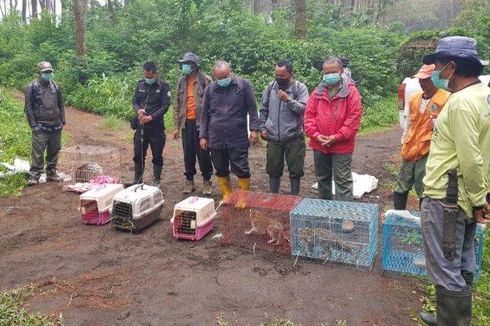 7 Satwa Dilepasliarkan di TN Gunung Ciremai, Ada Landak Jawa, Musang Pandan, hingga Kucing Hutan