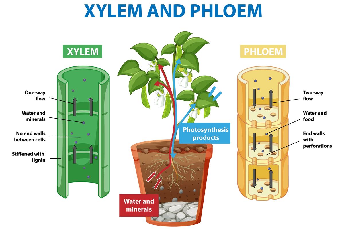 Ilustrasi jaringan pengangkut, salah satu jaringan tumbuhan