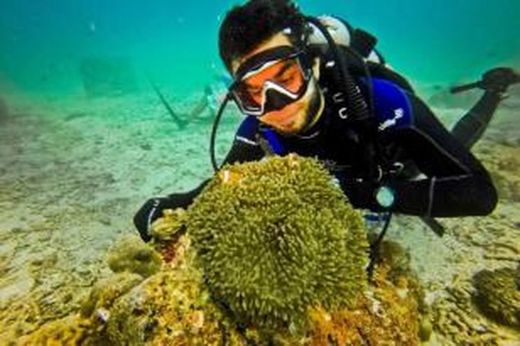 Ikan Anemon bermain di kedalaman 10 meter di Rubiah Jetty Dive Spot, Pulau Weh, Sabang, (2/1/2016). Di lokasi taman karang seluas 500 meter persegi ini telah dibangun miniatur tugu kilometer nol bawah laut oleh Panglima Laot Iboh bersama warga setempat dan tim selam dari Scuba Weh Diving Center, Rubiah Tirta, dan Hore-Hore Dive Club (H2DC) Aceh. 